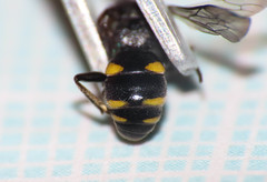 Nysson trimaculatus