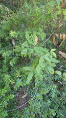 Boquila trifoliolata