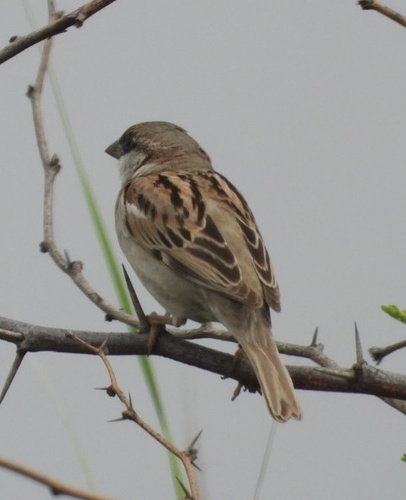 House Sparrow