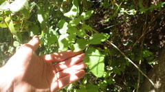 Boquila trifoliolata