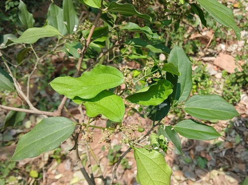 Celtis philippensis observed 2026-03-02