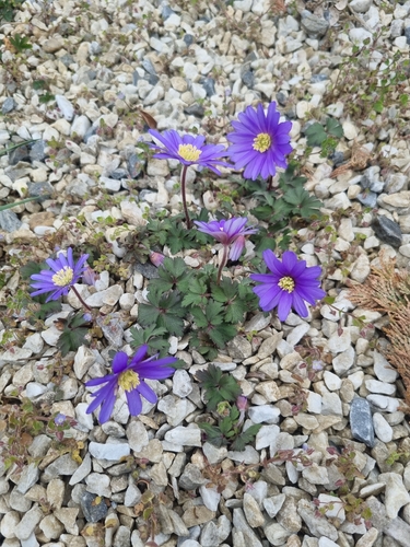 Anemone blanda
