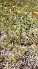 Brachystele unilateralis