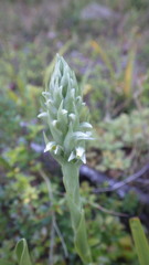 Brachystele unilateralis