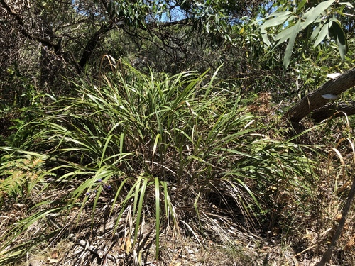 Dianella caerulea