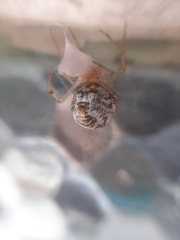 Parasteatoda
