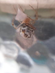 Parasteatoda