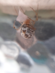 Parasteatoda