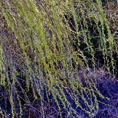 Salix