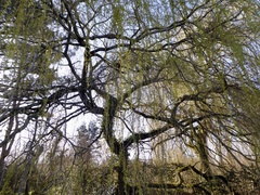 Salix