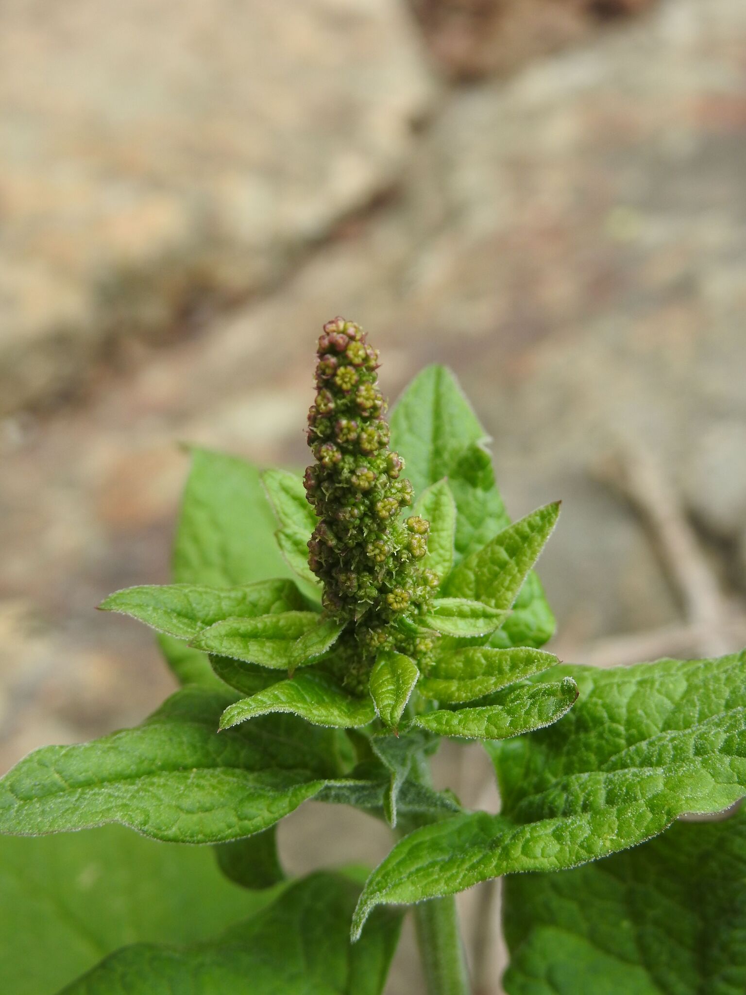 Good King Henry (Blitum bonus-henricus)
