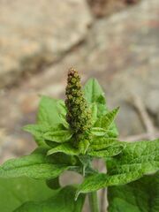 Good King Henry (Blitum bonus-henricus)