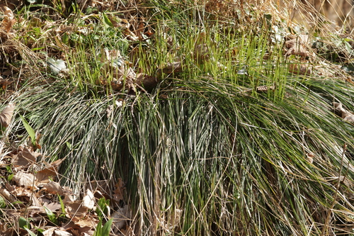 Carex umbrosa, photograph 5