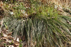 Carex umbrosa, photograph (c) Björn Sothmann, some rights reserved (CC BY-SA)