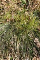 Carex umbrosa, photograph (c) Björn Sothmann, some rights reserved (CC BY-SA)