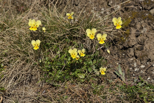 Mountain Pansy (Viola lutea)