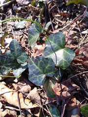 Hedera helix