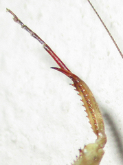 Dystacta alticeps