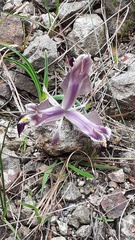 Iris persica