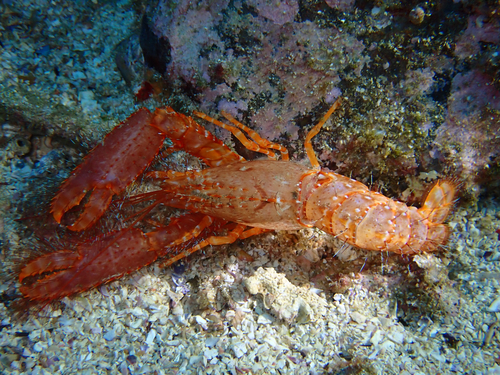 Enoplometopus occidentalis observed 2026-03-23