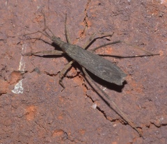 Pygolampis pectoralis