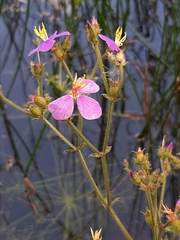 Melastomataceae