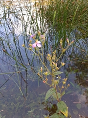 Melastomataceae