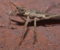 Pygolampis pectoralis