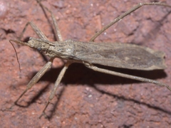 Pygolampis pectoralis