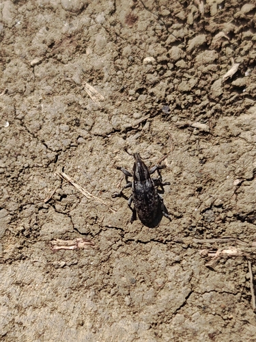 Pseudocleonus cinereus
