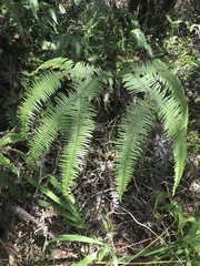 Sticherus owhyhensis