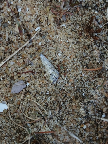 Cochlicella acuta