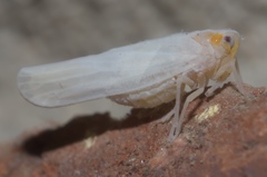 Neocenchrea heidemanni