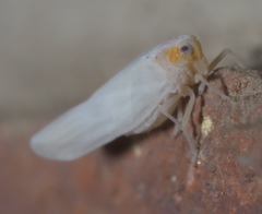 Neocenchrea heidemanni