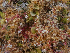 Cuscuta nitida