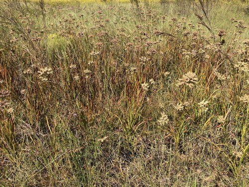 Carolina redroot (Lachnanthes caroliana)