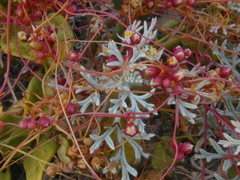 Cuscuta nitida