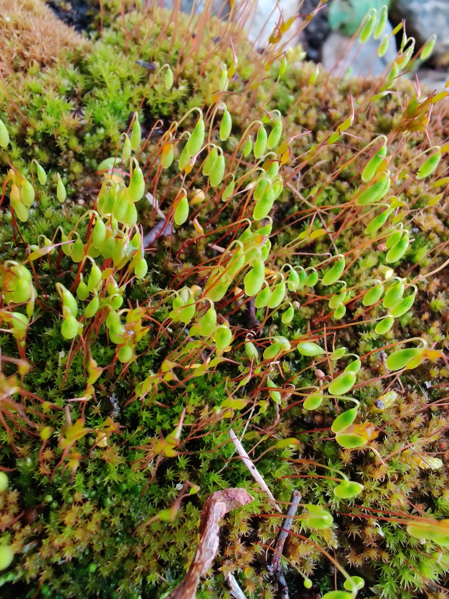 Ptychostomum inclinatum