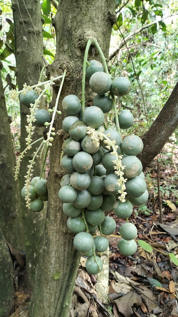 Langsat Hutan (Baccaurea lanceolata)
