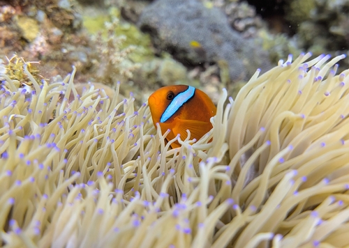 Blackback anemonefish (Amphiprion frenatus) — Pomacentridae — 4