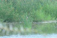 Acrocephalus schoenobaenus