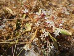 Cuscuta nitida
