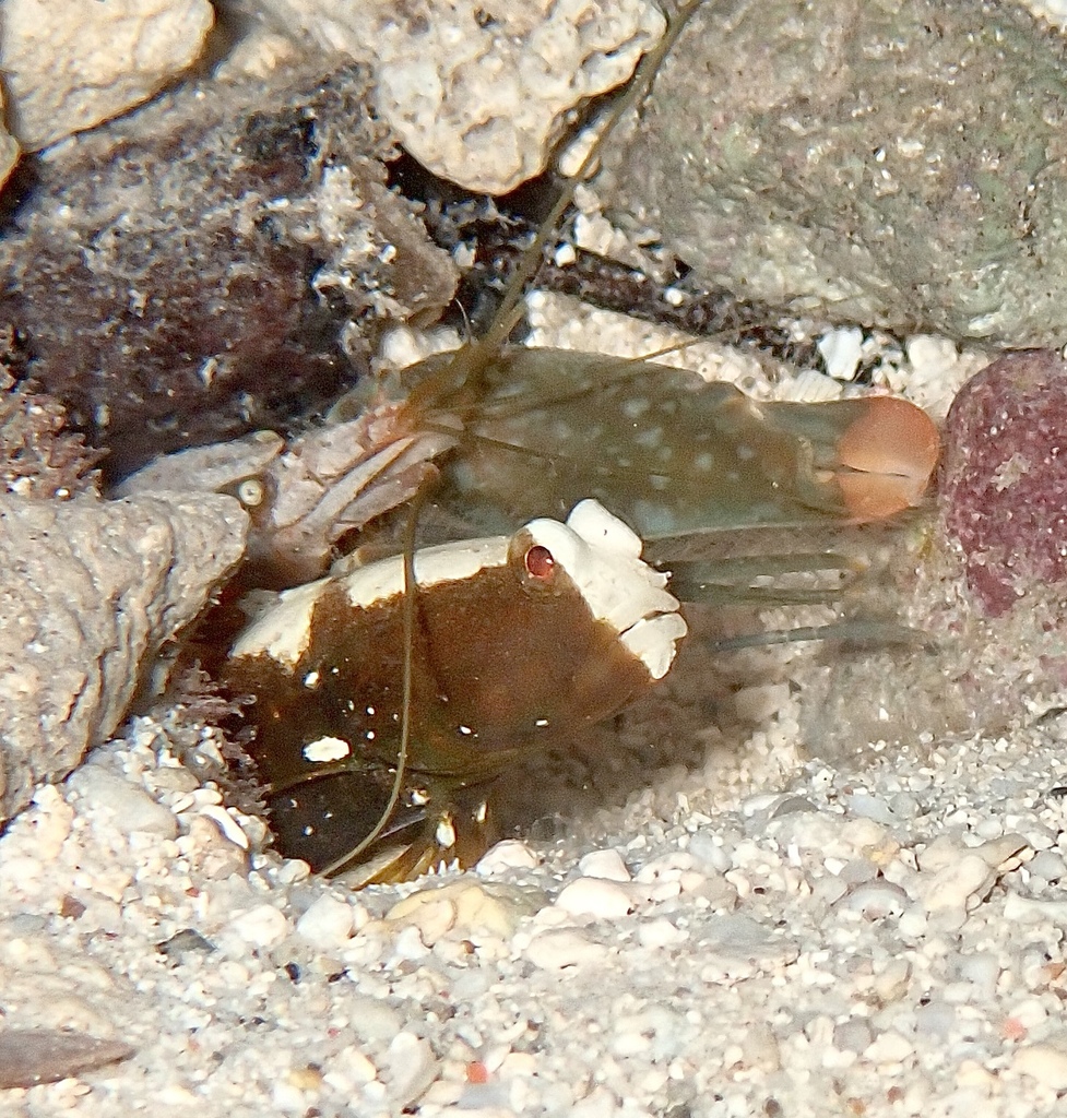 Zadel-garnaalgrondel (Cryptocentrus leucostictus) — Gobiidae