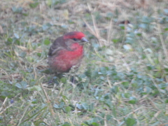 Haemorhous mexicanus