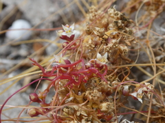 Cuscuta nitida