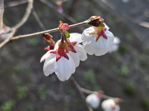 Prunus subhirtella