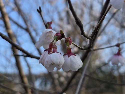 Prunus × subhirtella, photograph 1