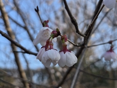 Prunus × subhirtella, photograph (c) WATANABE Hitoshi 渡辺仁, some rights reserved (CC BY)
