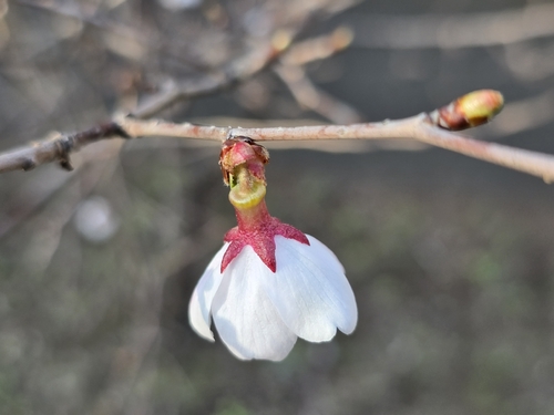 Prunus × subhirtella, photograph 2
