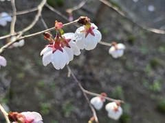 Prunus × subhirtella, photograph (c) WATANABE Hitoshi 渡辺仁, some rights reserved (CC BY)